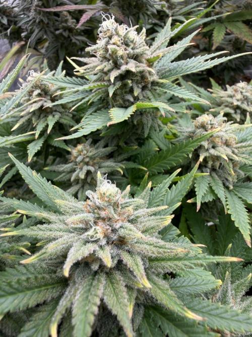 Amnesia Lemon  + Critical Widow. Week 11