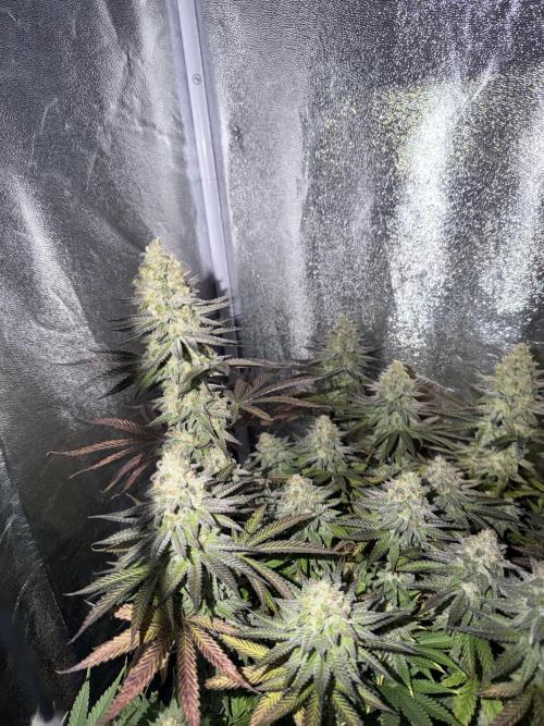 Amnesia Lemon  + Critical Widow. Week 11