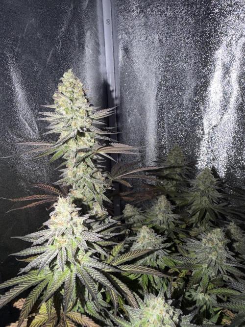 Amnesia Lemon  + Critical Widow. Week 11