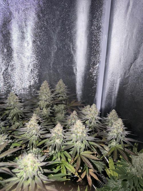 Amnesia Lemon  + Critical Widow. Week 11