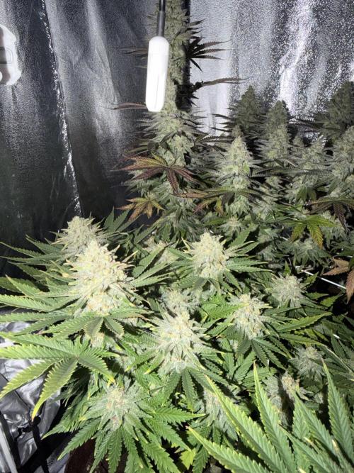 Amnesia Lemon  + Critical Widow. Week 11