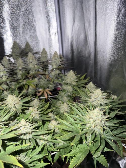 Amnesia Lemon  + Critical Widow. Week 11