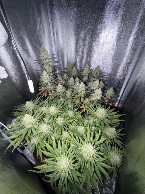 Amnesia Lemon  + Critical Widow. Week 11