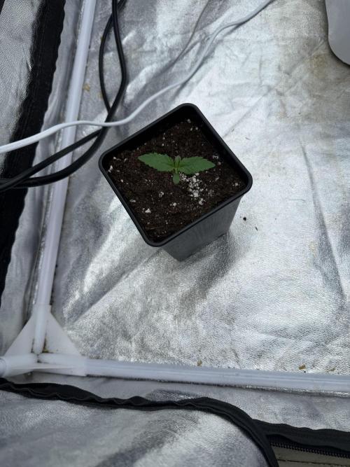 90x90 / 420 w / Mixed Strains. Week 1 - Day 6 (15 April)
