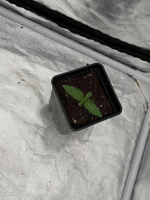 90x90 / 420 w / Mixed Strains. Week 1