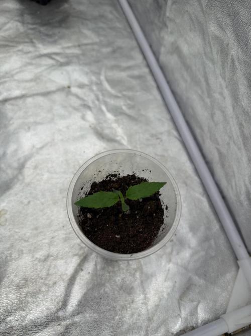 90x90 / 420 w / Mixed Strains. Week 1