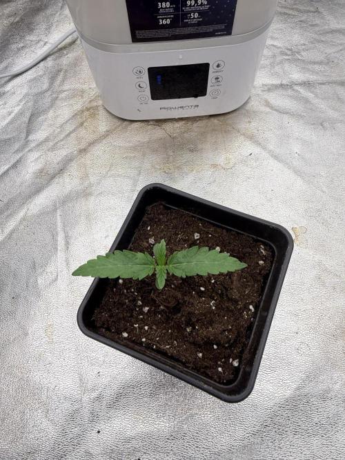 90x90 / 420 w / Mixed Strains. Week 1