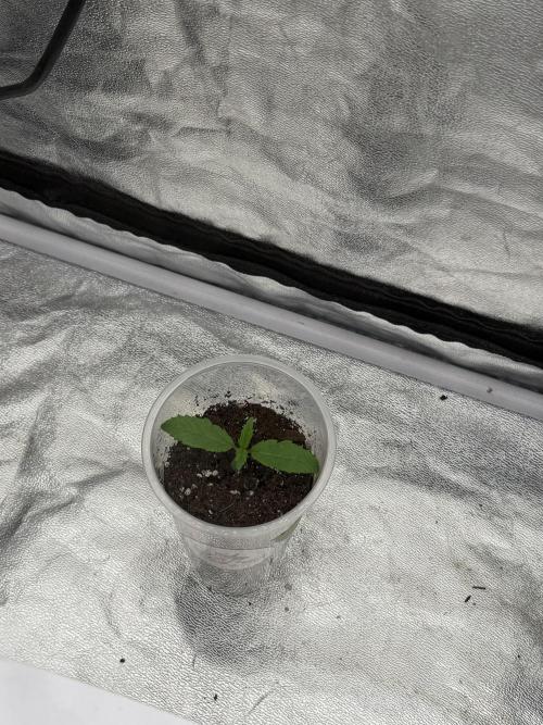 90x90 / 420 w / Mixed Strains. Week 1