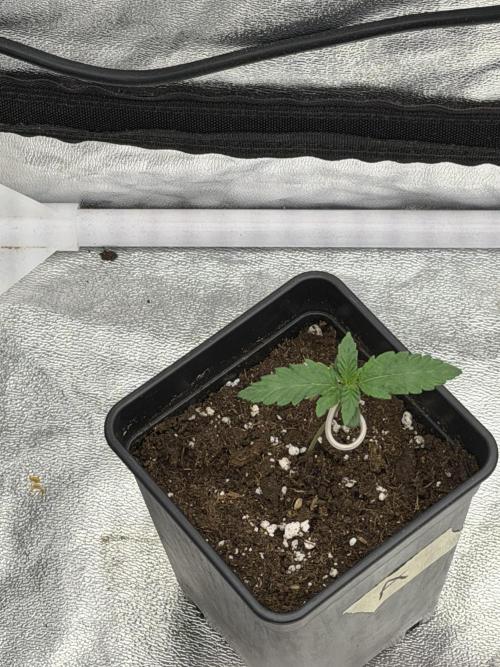 90x90 / 420 w / Mixed Strains. Week 1