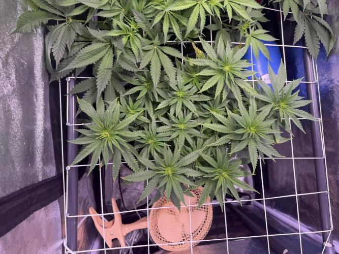 Mix  SL DWC 34 l /  GMOC Soil 12l 🌊vs??. Week 7
