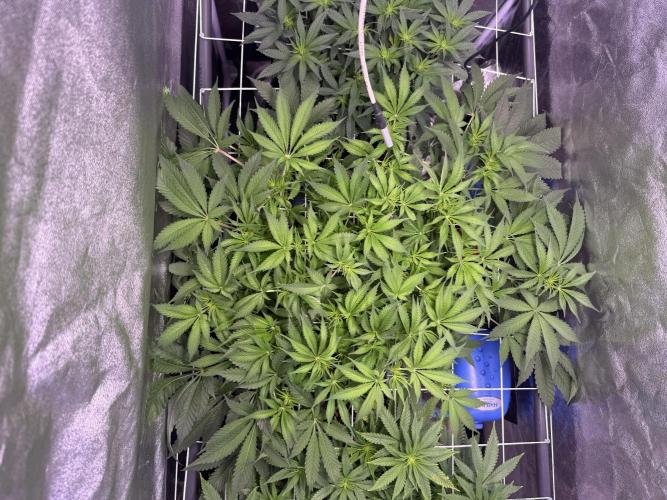 Mix  SL DWC 34 l /  GMOC Soil 12l 🌊vs??. Week 7