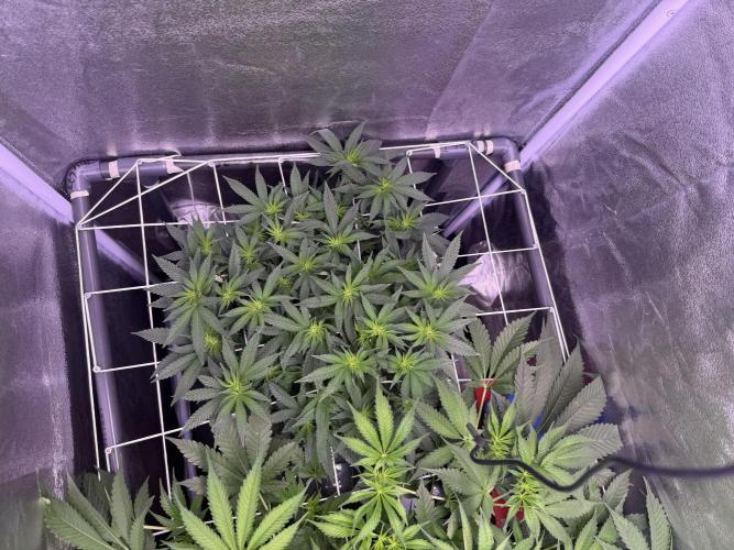 Mix  SL DWC 34 l /  GMOC Soil 12l 🌊vs??. Week 7 - Day 48 (22 April)