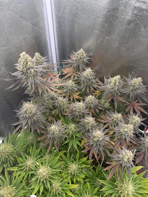 Amnesia Lemon  + Critical Widow. Week 11 - Day 91 (18 April)