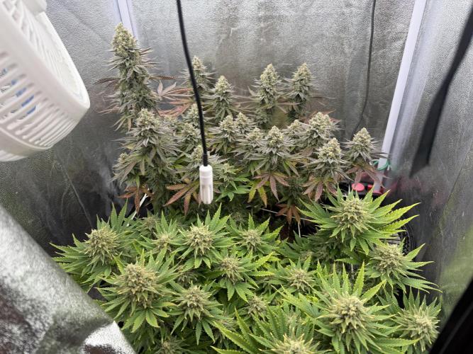 Amnesia Lemon  + Critical Widow. Week 11