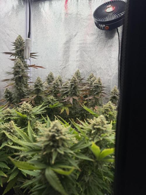 Amnesia Lemon  + Critical Widow. Week 11