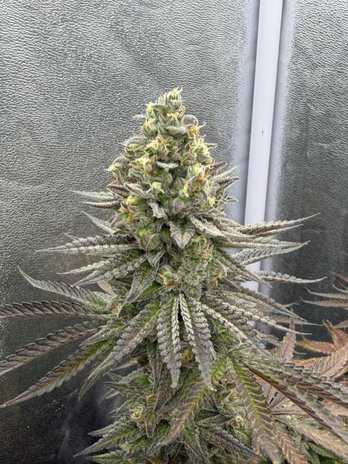 Amnesia Lemon  + Critical Widow. Week 11