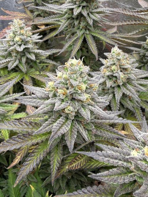 Amnesia Lemon  + Critical Widow. Week 11