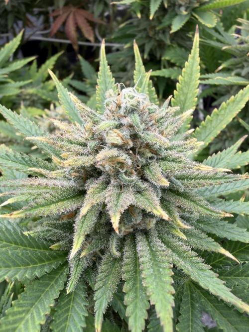 Amnesia Lemon  + Critical Widow. Week 11
