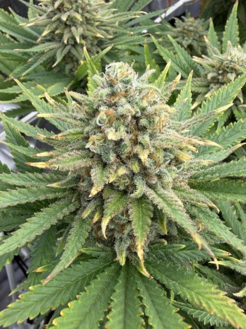 Amnesia Lemon  + Critical Widow. Week 11