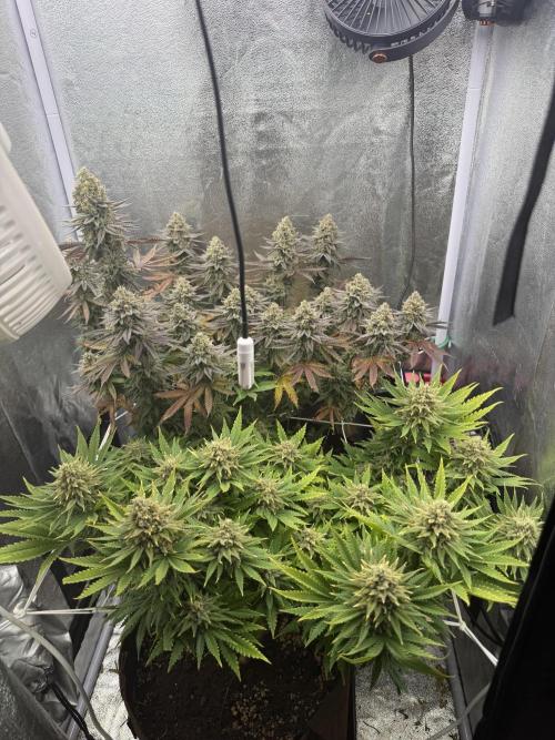 Amnesia Lemon  + Critical Widow. Week 12