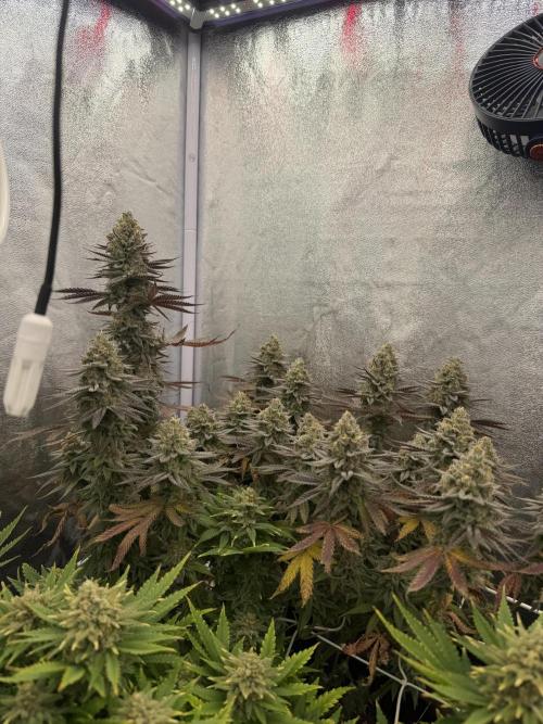 Amnesia Lemon  + Critical Widow. Week 12