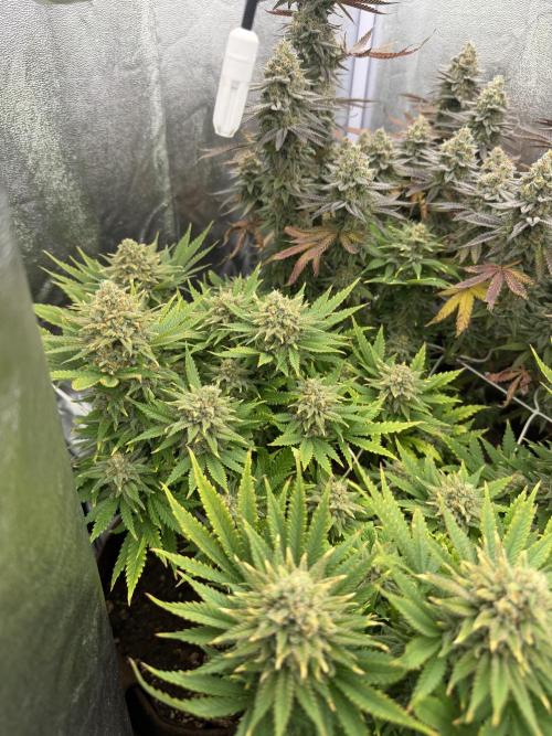 Amnesia Lemon  + Critical Widow. Week 12