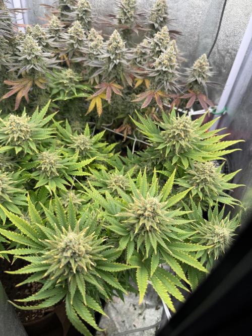 Amnesia Lemon  + Critical Widow. Week 12