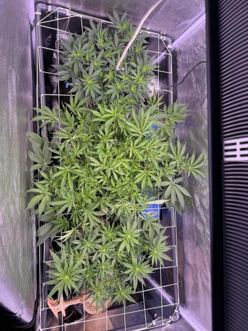 Mix  SL DWC 34 l /  GMOC Soil 12l 🌊vs??. Week 7