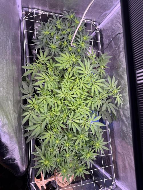 Mix  SL DWC 34 l /  GMOC Soil 12l 🌊vs??. Week 7
