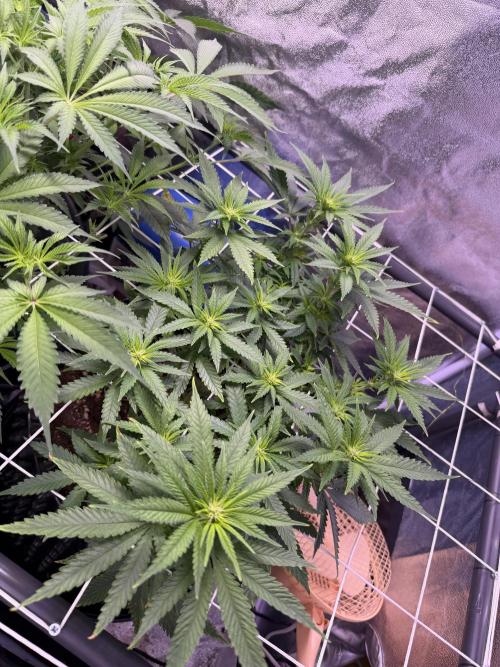 Mix  SL DWC 34 l /  GMOC Soil 12l 🌊vs??. Week 7