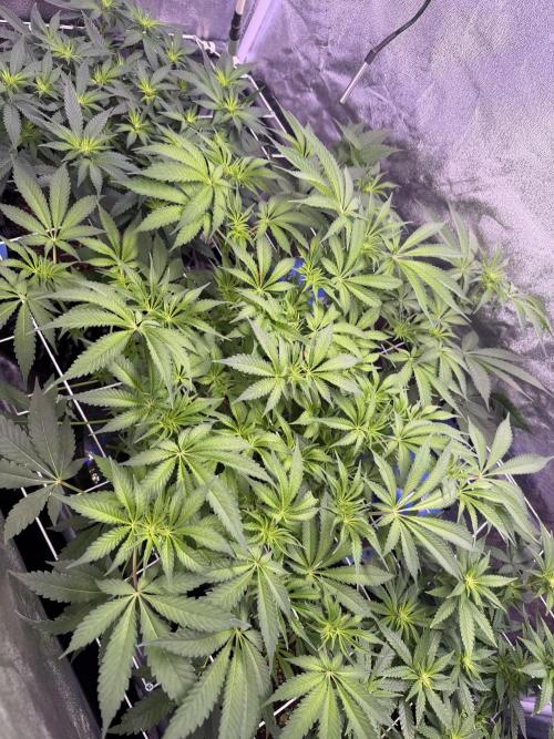 Mix  SL DWC 34 l /  GMOC Soil 12l 🌊vs??. Week 7