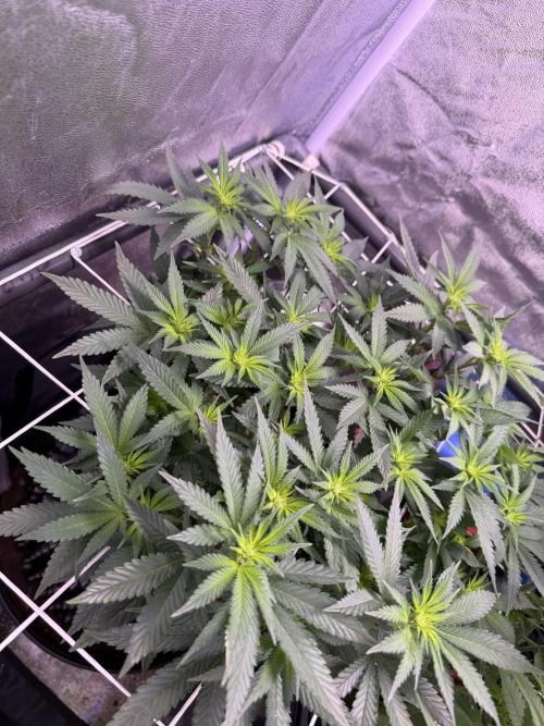 Mix  SL DWC 34 l /  GMOC Soil 12l 🌊vs??. Week 7