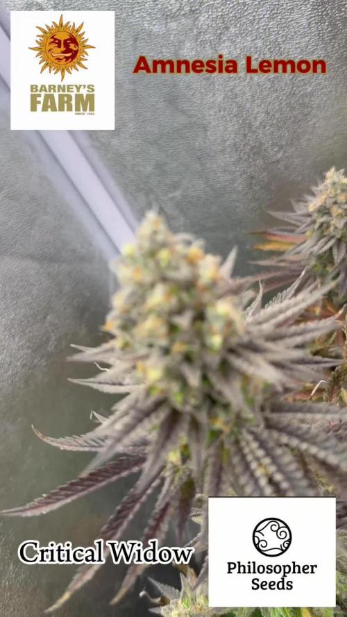 Amnesia Lemon  + Critical Widow