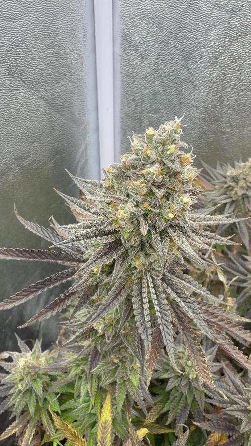 Amnesia Lemon  + Critical Widow