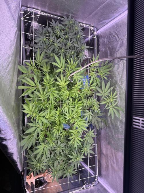 Mix  SL DWC 34 l /  GMOC Soil 12l 🌊vs??. Week 7 - Day 50 (24 April)