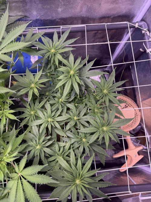 Mix  SL DWC 34 l /  GMOC Soil 12l 🌊vs??. Week 7