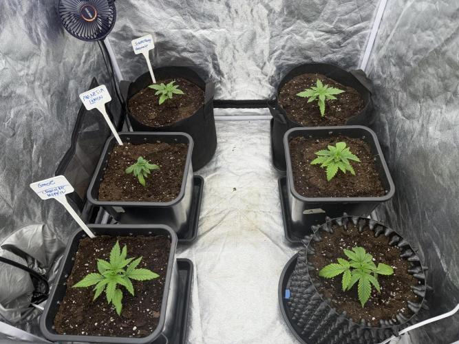 90x90 / 420 w / Mixed Strains. Week 2 - Day 14 (24 April)