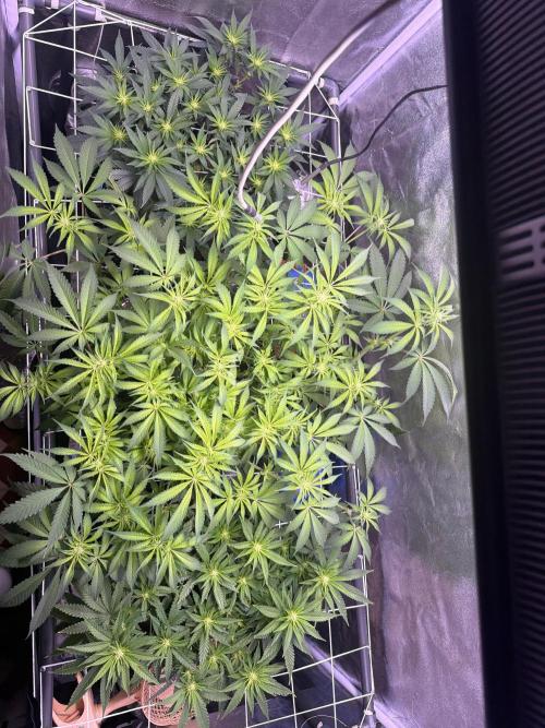 Mix  SL DWC 34 l /  GMOC Soil 12l 🌊vs??. Week 7 - Day 51 ( 25 April )