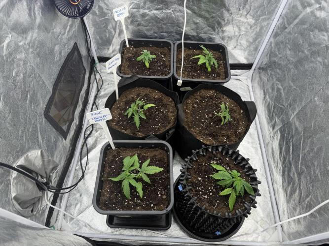 90x90 / 420 w / Mixed Strains. Week 2 - Day 15 (25 April)