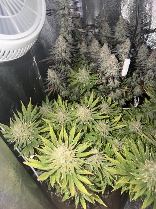 Amnesia Lemon  + Critical Widow. Week 12