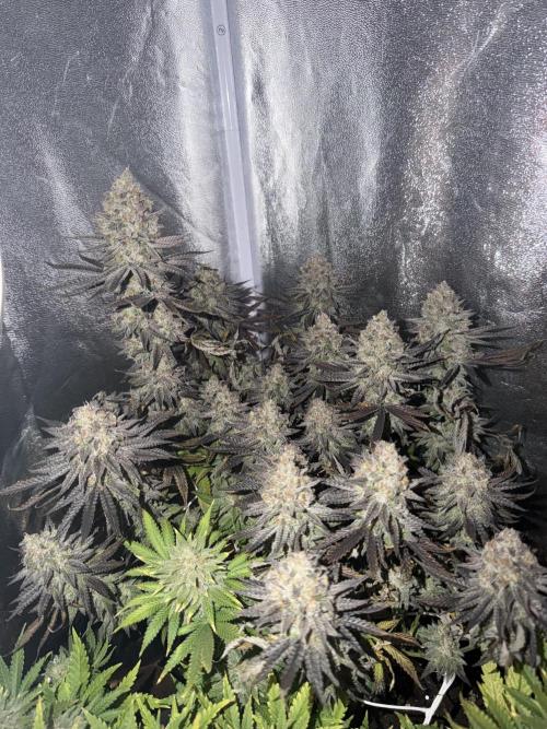 Amnesia Lemon  + Critical Widow. Week 12 - Day 95 (25 April )