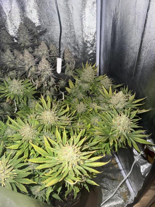 Amnesia Lemon  + Critical Widow. Week 12
