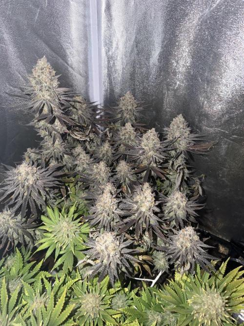 Amnesia Lemon  + Critical Widow. Week 12