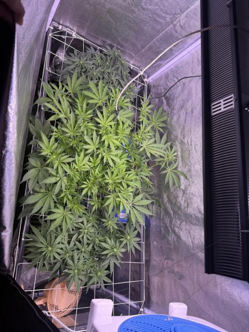 Mix  SL DWC 34 l /  GMOC Soil 12l 🌊vs??. Week 7