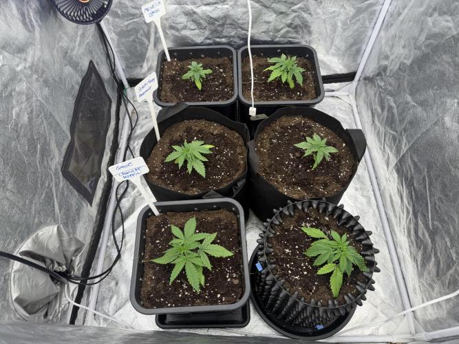 90x90 / 420 w / Mixed Strains. Week 2