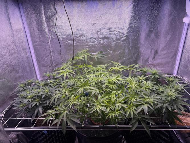 Mix  SL DWC 34 l /  GMOC Soil 12l 🌊vs??. Week 7