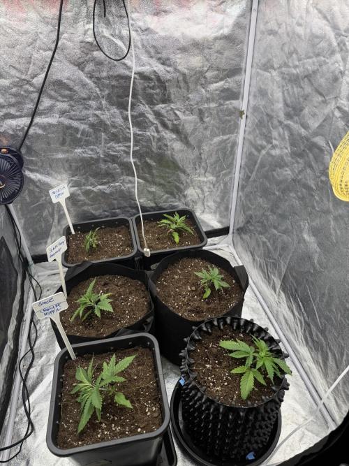 90x90 / 420 w / Mixed Strains. Week 2 - Day 16 (26 April)