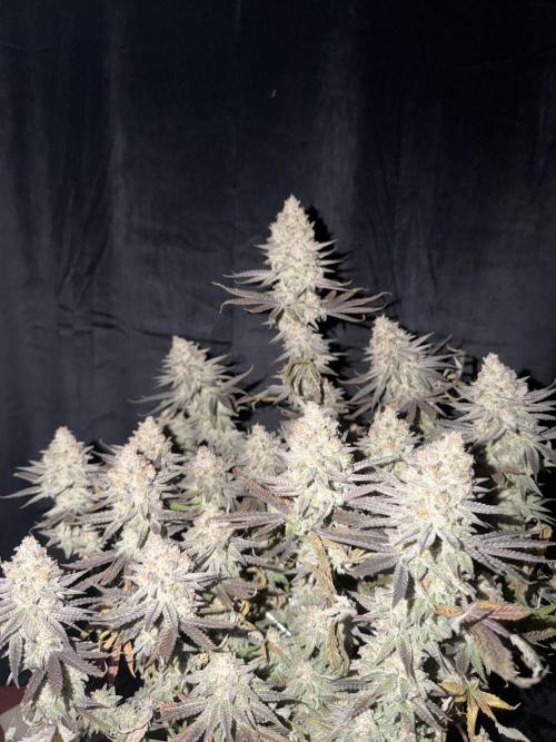 Amnesia Lemon  + Critical Widow. Week 12