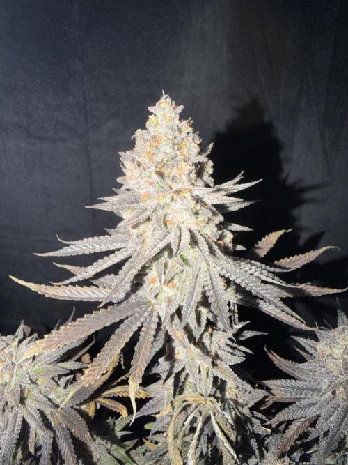 Amnesia Lemon  + Critical Widow. Week 12