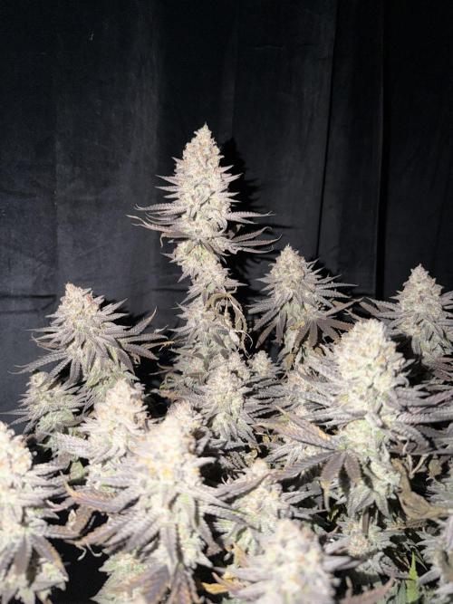 Amnesia Lemon  + Critical Widow. Week 12